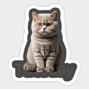 Tuesday cat. So fluffy! Sticker